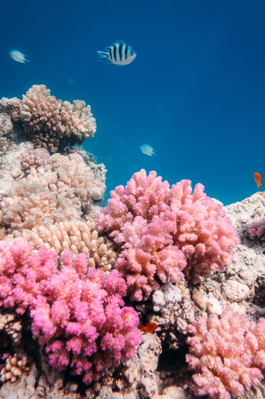 Living coral reef