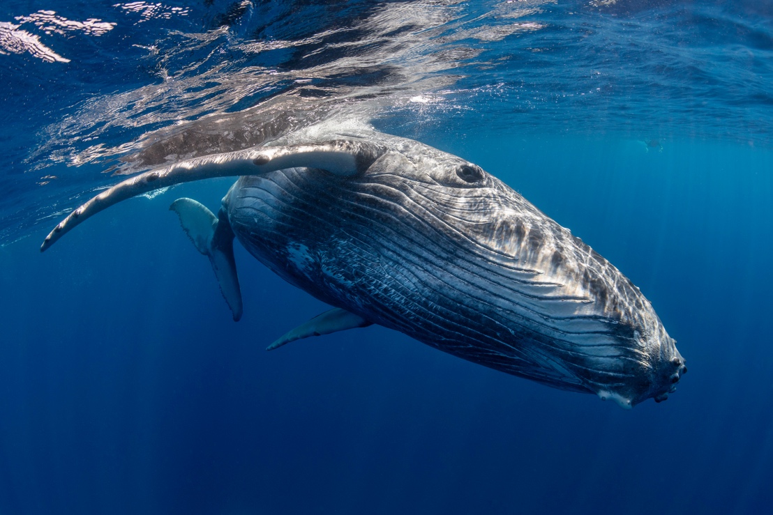 Humpback whale in open water